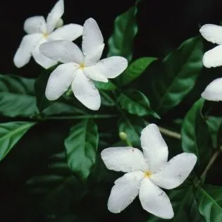 thumbnail for publication: Tabernaemontana divaricata Crepe Jasmine, Pinwheel Flower